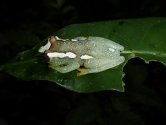 Hyperolius chlorosteus