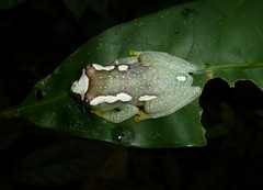 Hyperolius chlorosteus