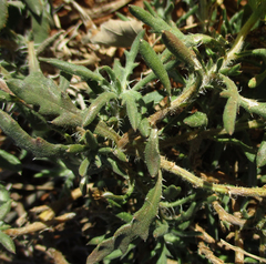 Hirpicium