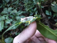 Hyperolius chlorosteus