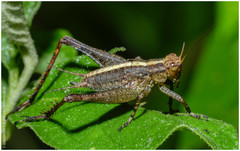 Eneoptera