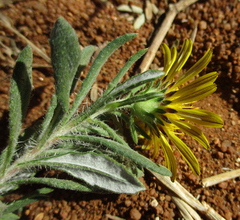 Hirpicium