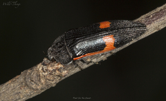 Acmaeodera stictipennis
