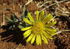 Hirpicium