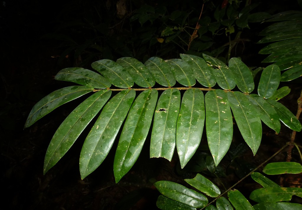 Cnestis bomiensis