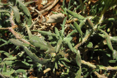 Hirpicium