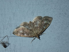 Anania coronata