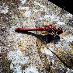 Sympetrum sanguineum