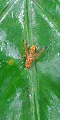 Xenaspis
