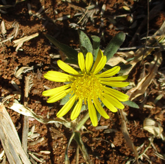 Hirpicium