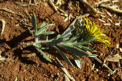 Hirpicium