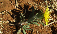 Hirpicium