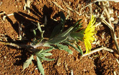 Hirpicium