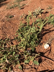 Dysphania rhadinostachya