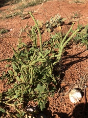 Dysphania rhadinostachya