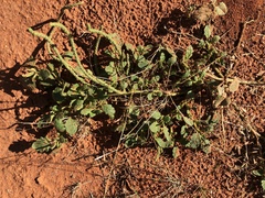 Dysphania rhadinostachya