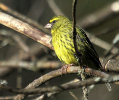 Crithagra scotops scotops