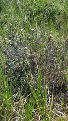 Rhododendron groenlandicum