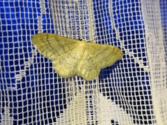 Idaea deversaria