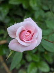 Rosa chinensis