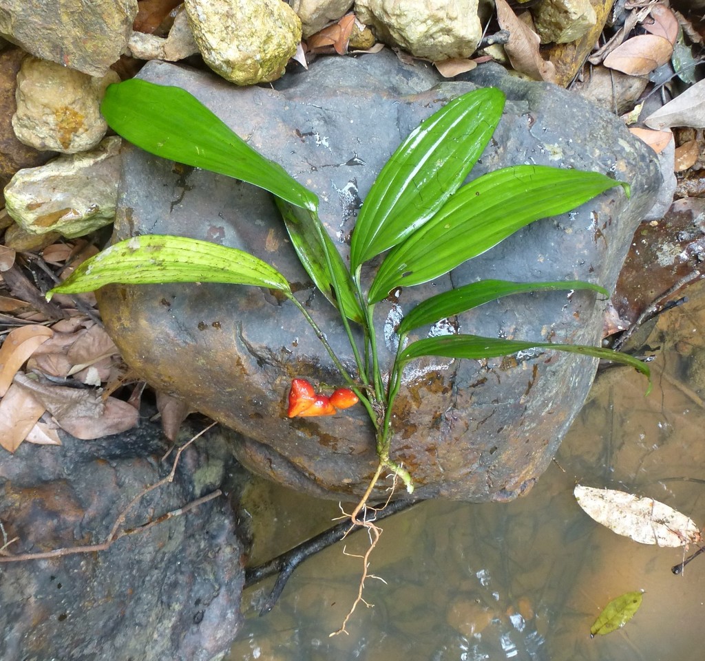 Dracaena praetermissa