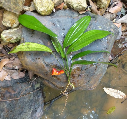 Dracaena praetermissa