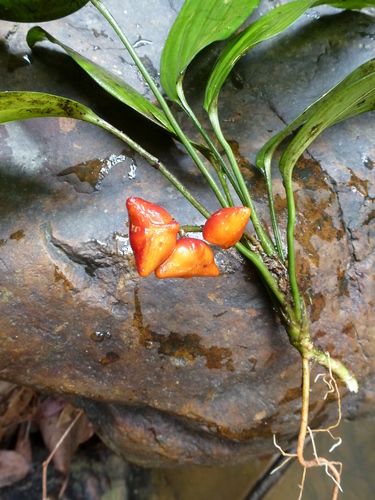 Dracaena praetermissa image