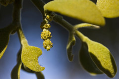 Phoradendron leucarpum tomentosum