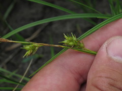 Carex michelii
