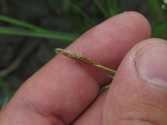 Carex michelii
