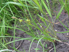 Carex michelii