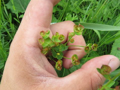 Euphorbia microcarpa