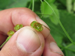Euphorbia microcarpa