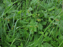 Euphorbia microcarpa