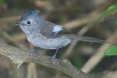 Trochocercus cyanomelas cyanomelas