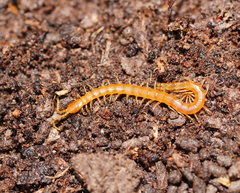Cryptops australis