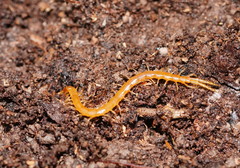 Cryptops australis