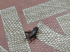 Loxoblemmus