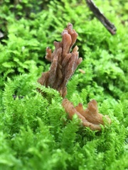 Clavulina vinaceocervina