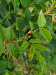 Phragmidium tuberculatum