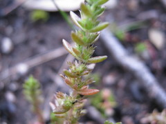 Crassula colorata