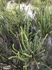 Arthroceras subterminale