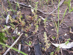 Crassula colorata