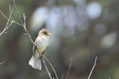 Empidonax albigularis