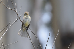 Empidonax albigularis