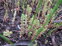 Crassula colorata
