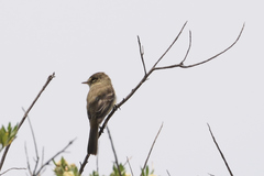 Empidonax albigularis