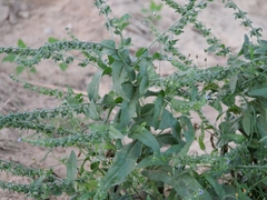 Cynoglossum creticum