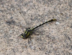 Phanogomphus militaris