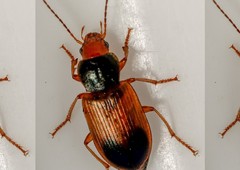 Diachromus germanus